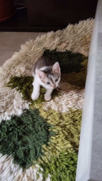 Gatinhos paser  se doado