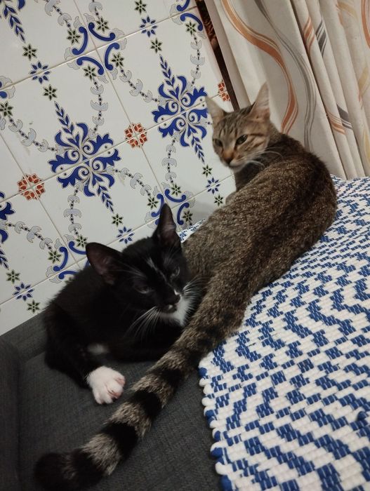 Está fofura para ser doado setubalsegubal