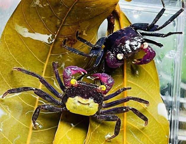 GB Krab Wampir Żółty (Yellow) - dowóz ryb!