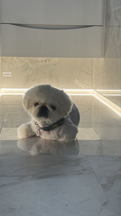 Білий королівський  пекінес шукає наречену. Злучка, вязка, шукаємо пару