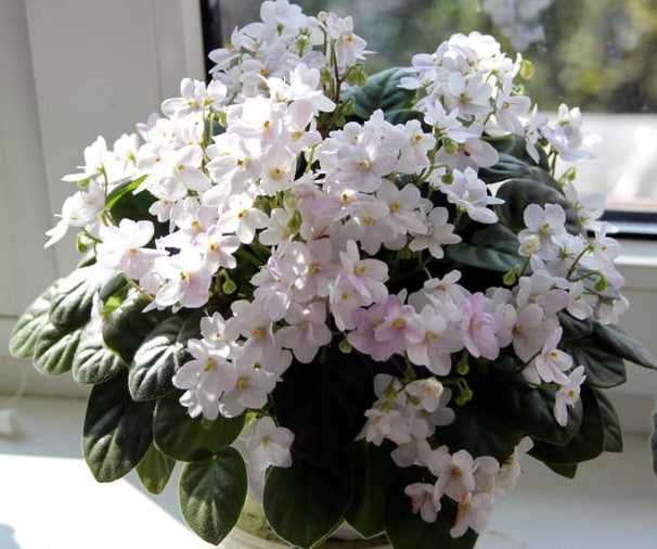 Фіалки трейлери,міні,стандарти сортові