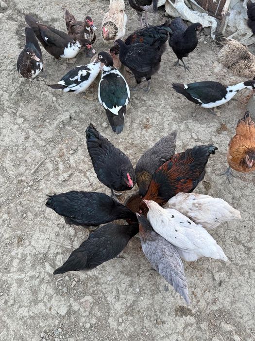 Galos galinhas frangos pintos patos gansos
