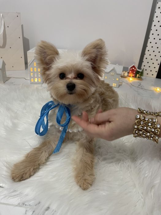 Помапу — Маленькі моделі для обіймів