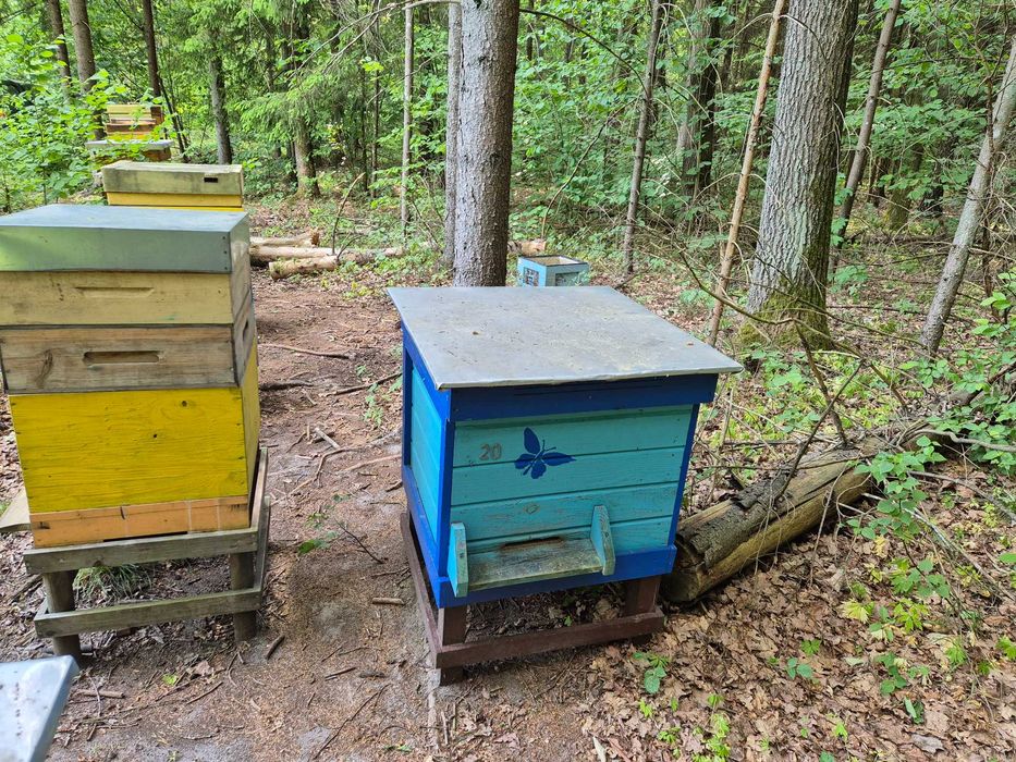 Ule Pszczoły Rodziny z ulami Dadant