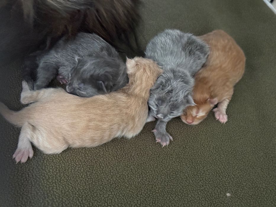 Maine Coon do rezerwacji