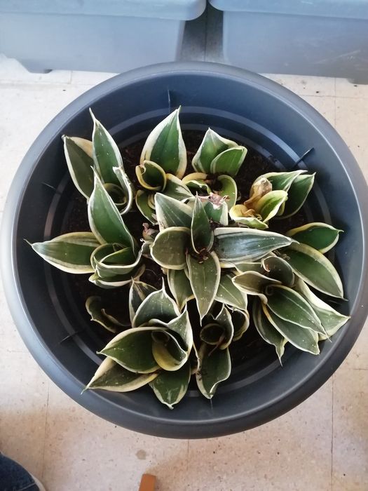 Espada São Jorge - mini - sansevieria trifasciata