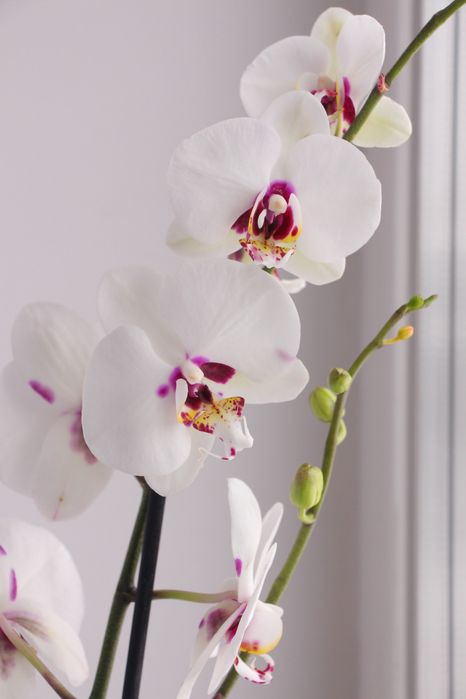 Орхідея фаленопсис висота 80 см