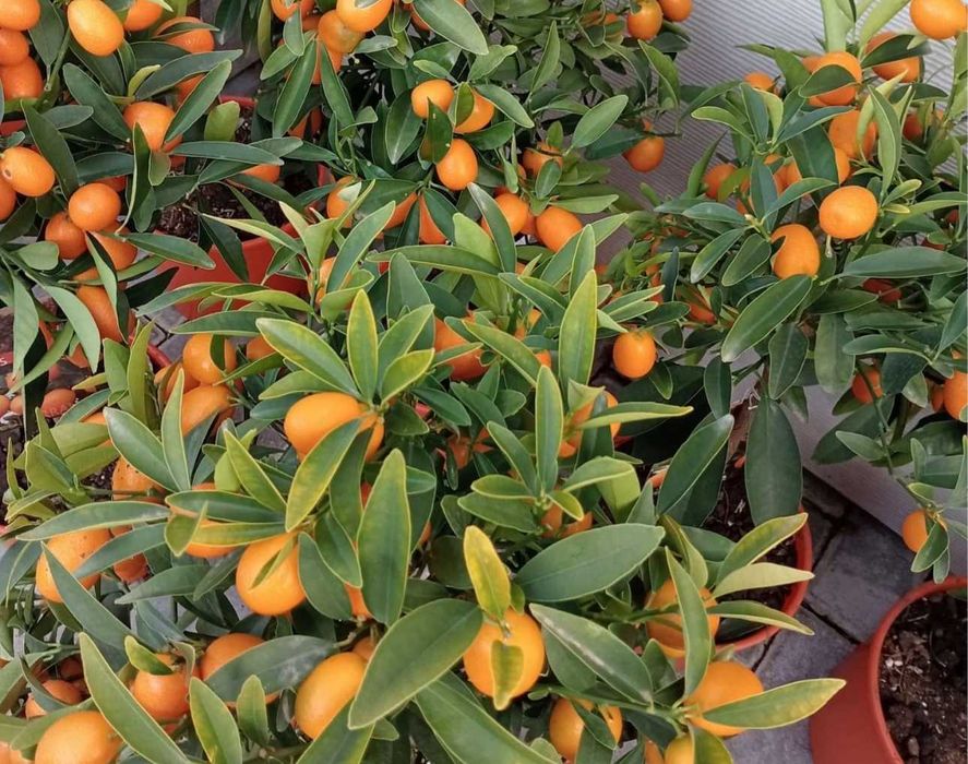 Kumquats Citrinos da Prosperidade Japão - Enxertados