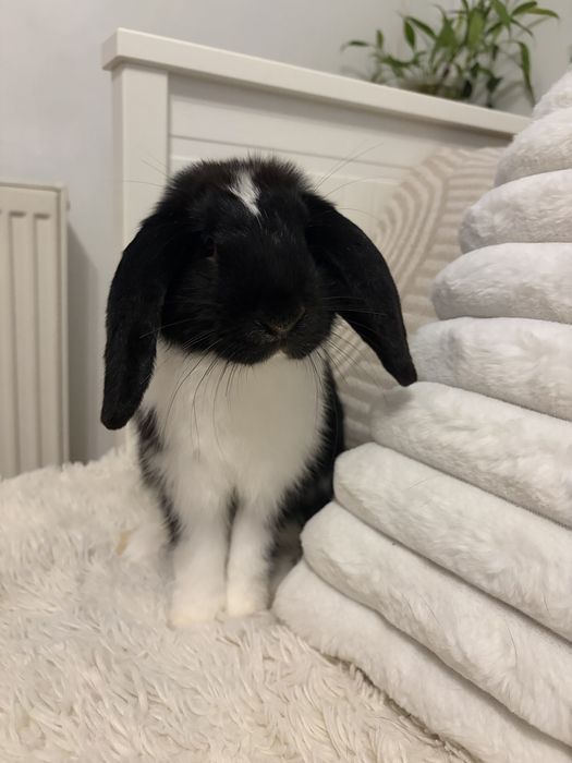 Królik miniatruka Mini Lop hodowla