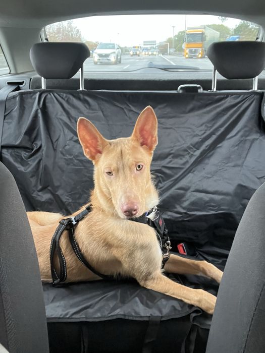 Cão raçado de podengo para adoção