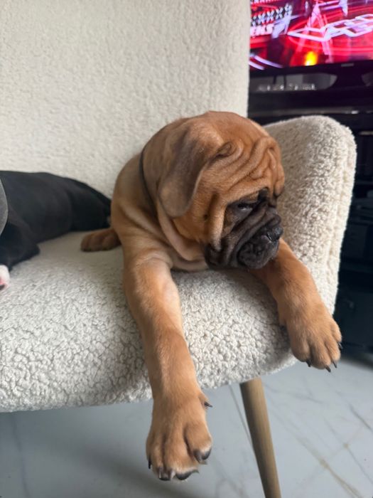 Buldog Kontynentalny