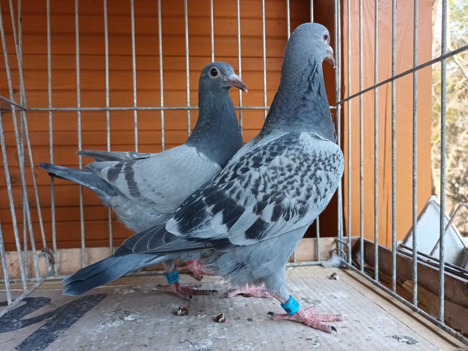 Pocztowe młode 2026