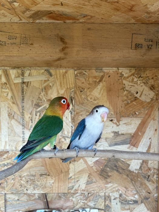 Agapornis Fischeris Machos