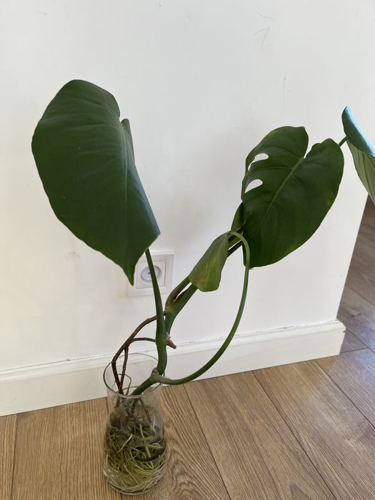 Ukorzeniona sadzonka Monstera deliciosa
