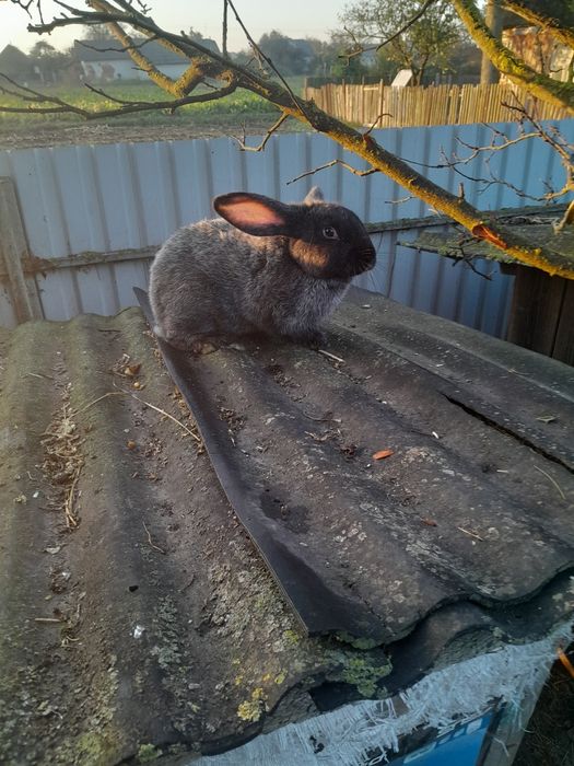 Продам самчика полтавське срібло.