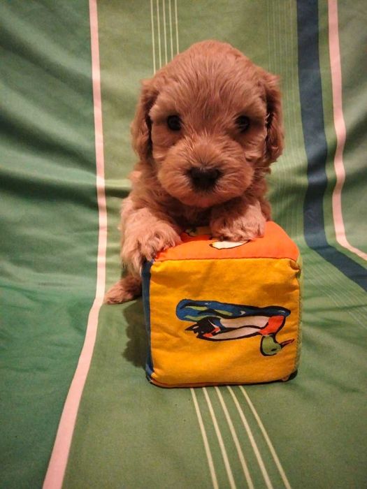 Цуценятка мальтіпушки. Доставка