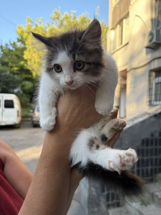 Кошеня грайлива дівчинка