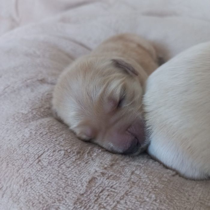 Szczeniak Golden Retriever