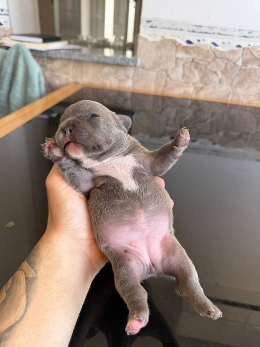 Buldog frances azul