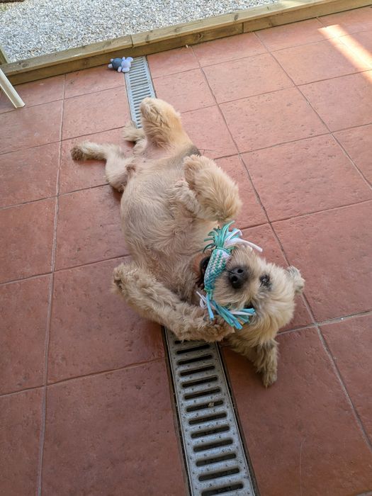 Serviço de petsiting