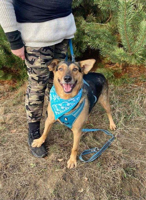 Pan Wisienka marzy o rodzinie.