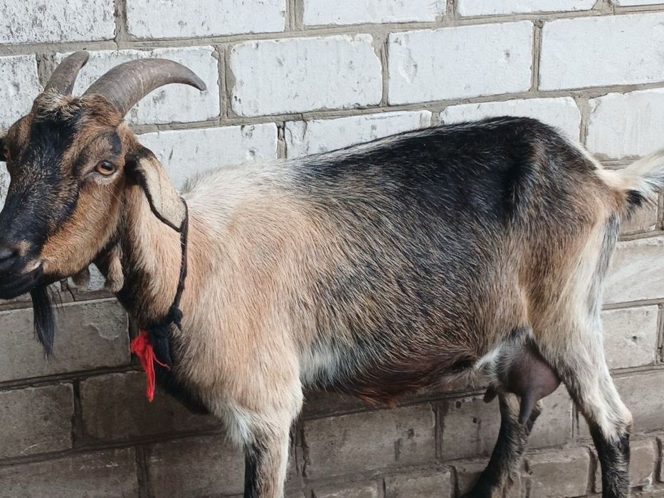 Продам молоду козу