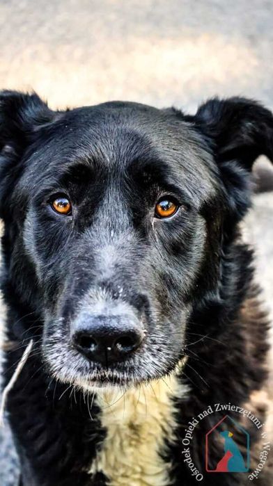 Bardzo fajny, przyjazny piesek Ozzy szuka domu!