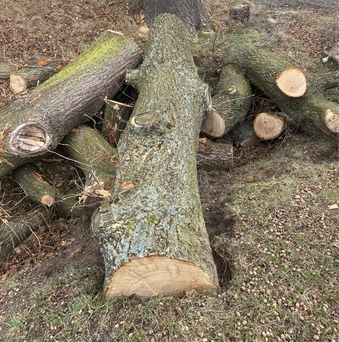 Kłody dąb tartaczny