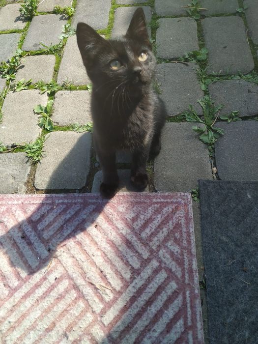 Котики в найкращі руки