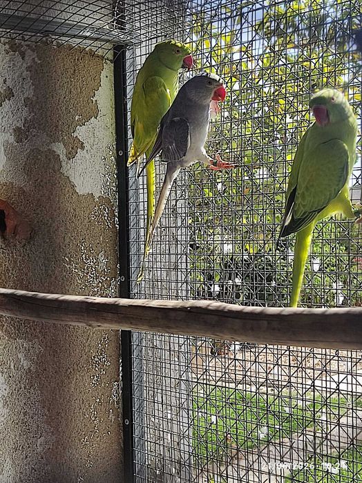 Ring Necks Várias Mutações