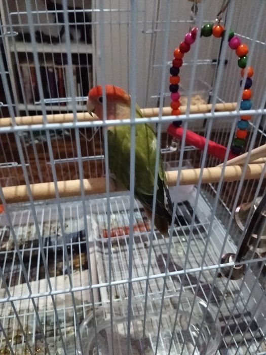 Roseicolli 2 meses e meio