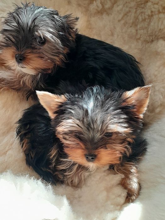 Цуценят йоркширського тер'єра