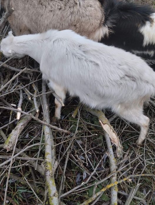 Продаю кіз та молочко