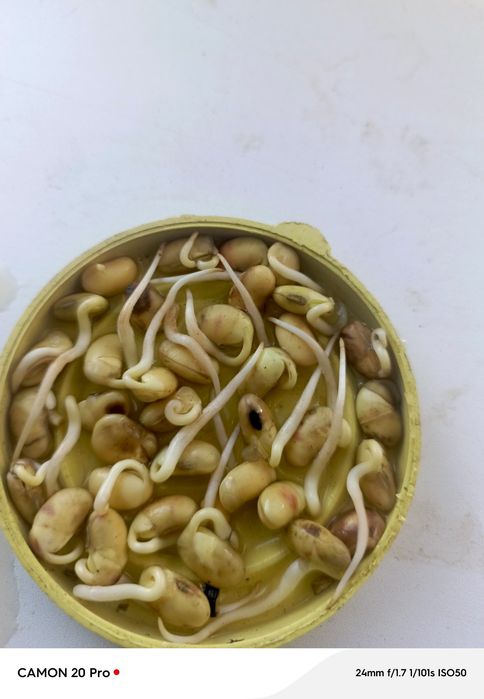 Продам сою сорт Аббі