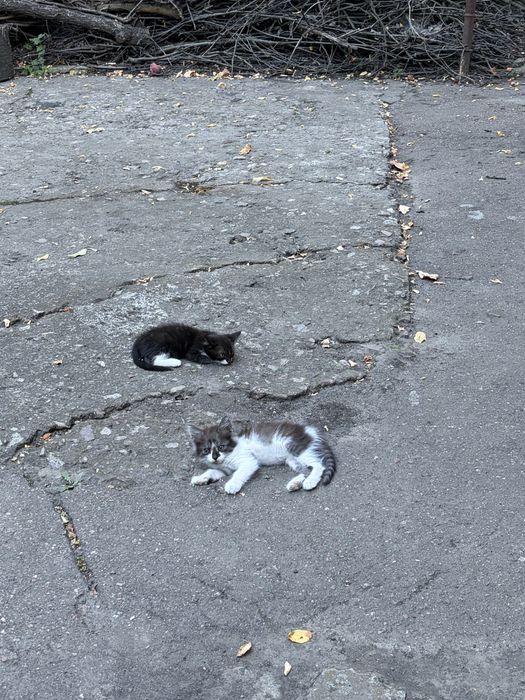 Віддамо кошенят в добрі руки