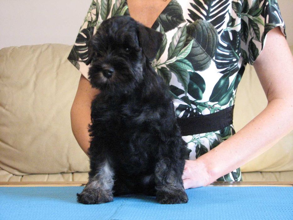 ODCHOWANA DZIEWCZYNKA sznaucer miniaturowy czarno - srebrny ZKwP / FCI