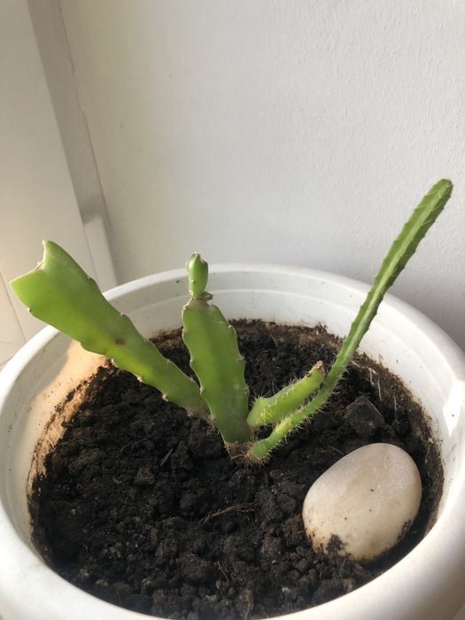 Епіфіллум червоний дітки