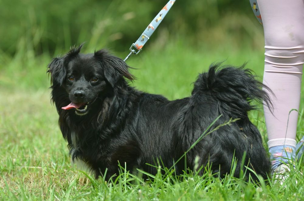 Keno-do adopcji