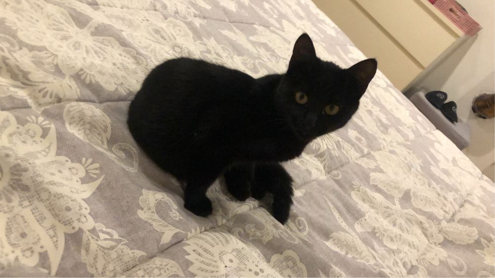 Gatinha pretinha e olhos amarelos, para adoção responsavel