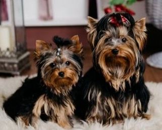 Міні йорки для в"язки, КСУ!!!