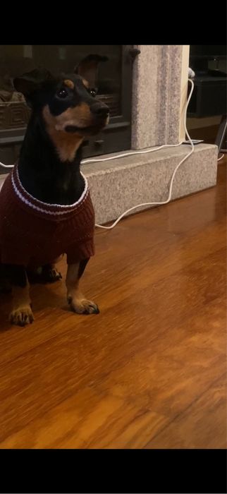 Pinscher adulto de 2 anos, castrado e muito energético