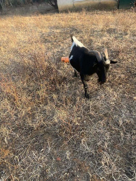 Cabras anãs para novo quintal