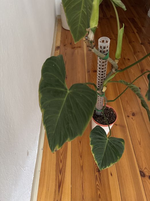Philodendron Splendid