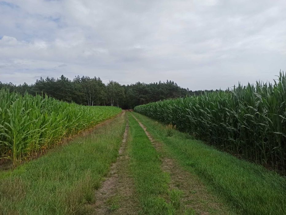 Zdjęcie 8
