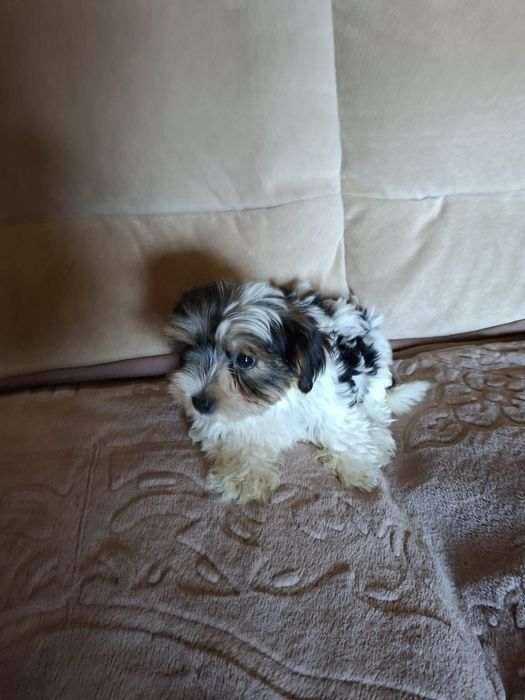 Yorkshire Terrier brewier dziewczynka