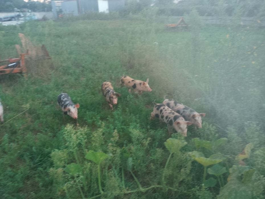 Leitões Duroc x Pietrain