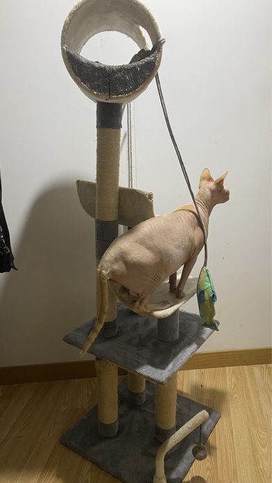 Arranhador de gato