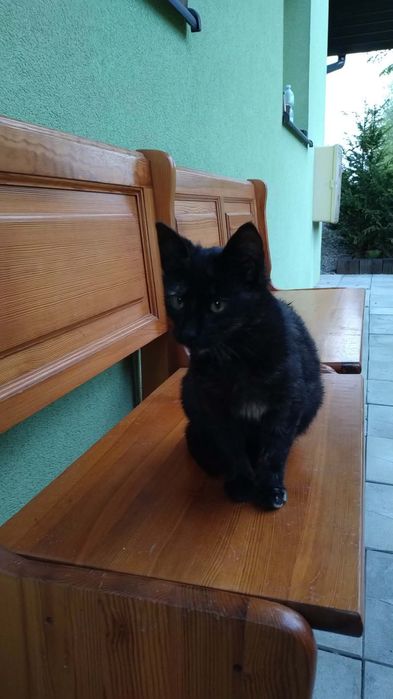 Oddam kotki w dobre ręce
