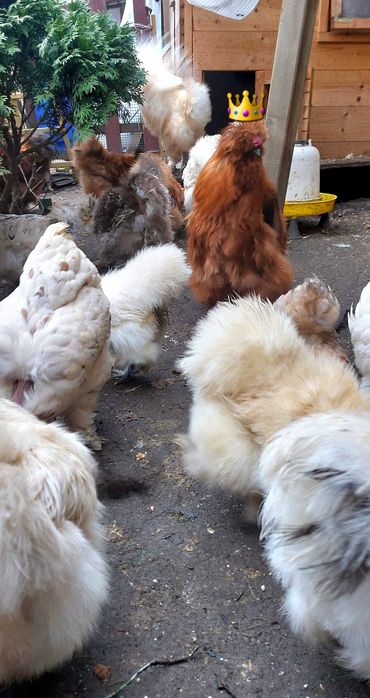 Kogut Kura ozdobne Silka jedwabista i satynowa, Gołoszyjki