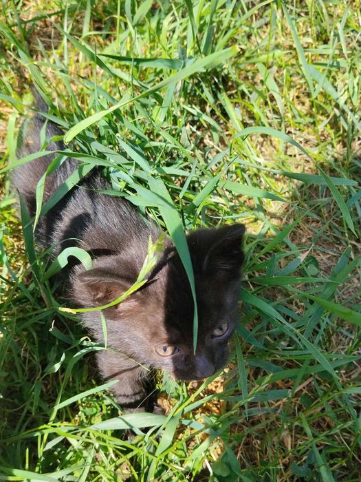 Кошки безплатно хлопчик і дівочка